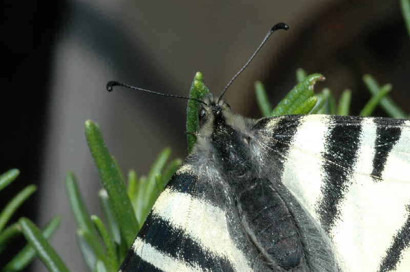 Iphiclides podalirius